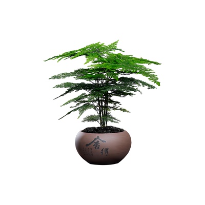 袖珍椰子小盆栽室内办公室