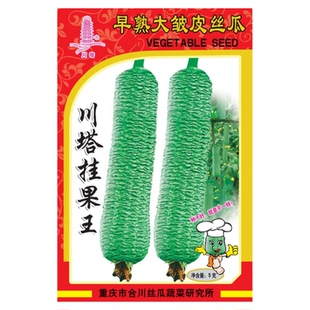 川塔挂果王肉丝瓜种子丝瓜种籽四季春早中熟蔬菜丝瓜农家丝瓜种孑