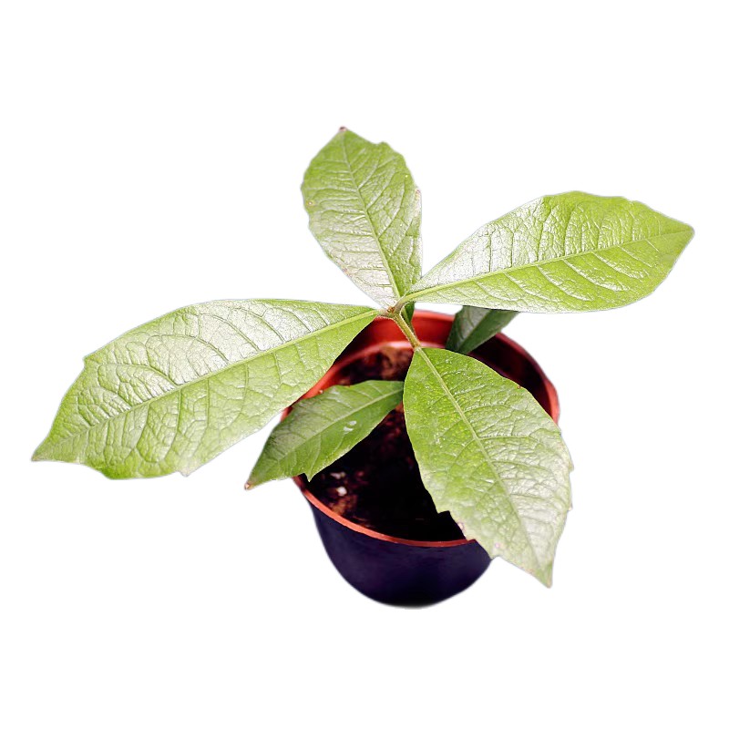大叶蓝花藤藤本植物便宜