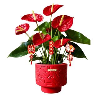 红掌盆栽带花大叶大花大号客厅植物水培花卉绿植室内桌面招财摆件