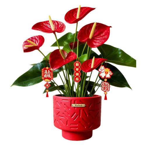 红掌盆栽带花大叶大花大号客厅植物水培花卉绿植室内桌面招财摆件