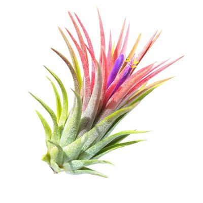 福果鲁卜拉精灵多款小号绿植盆栽