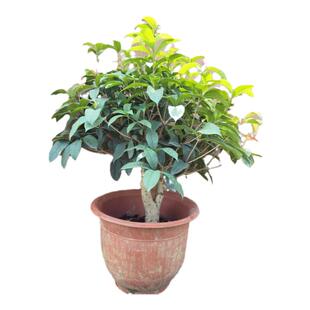 桂花苗四季桂花香气清新花可食用花期200天左右室内室外种植容易