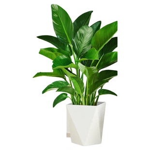 金钻盆栽大叶绿公主绿萝大型绿植室内客厅好养净化空气除甲醛植物