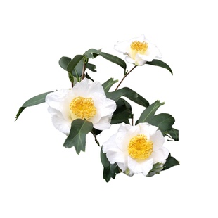 白鱼尾茶日本单瓣特别稀有山茶花树苗小盆栽四季常绿与花有时福建