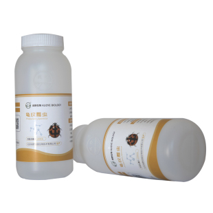 龟纹瓢虫卵卡天敌昆虫活体生物防治捕食蚜虫蚧壳虫等害虫耐高低温