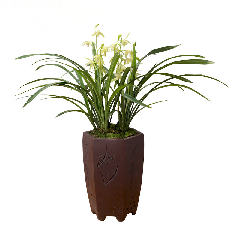 兰花盆栽建兰天香素带花苞好养