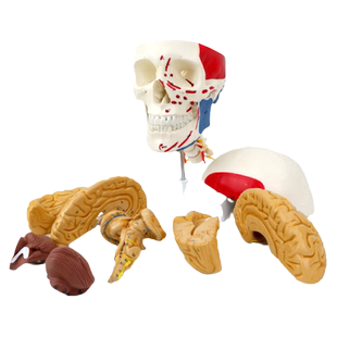 ENOVO颐诺医学人体头颅脑肌肉大脑模型颅脑神经科解剖头骨模型1:1大脑模型教具神经外科手术参考专科医生教学