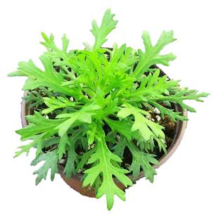 藜蒿苗芦蒿根茎芽苗阳台盆栽小菜园大棚培育种植现发蔬菜炒菜凉拌