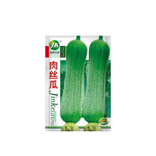 大肉香丝瓜种子老品种爬藤早熟高产阳台盆栽庭院农家种植蔬菜种籽