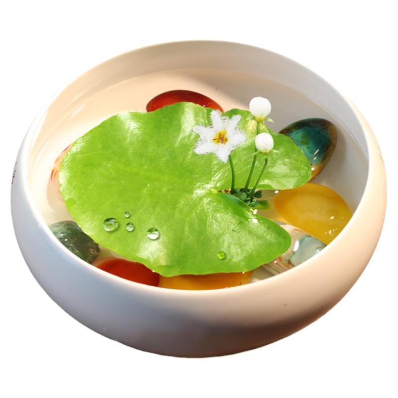 一叶莲浮萍鱼缸水草水培植物碗莲水生植物花卉室内阳台四季开花