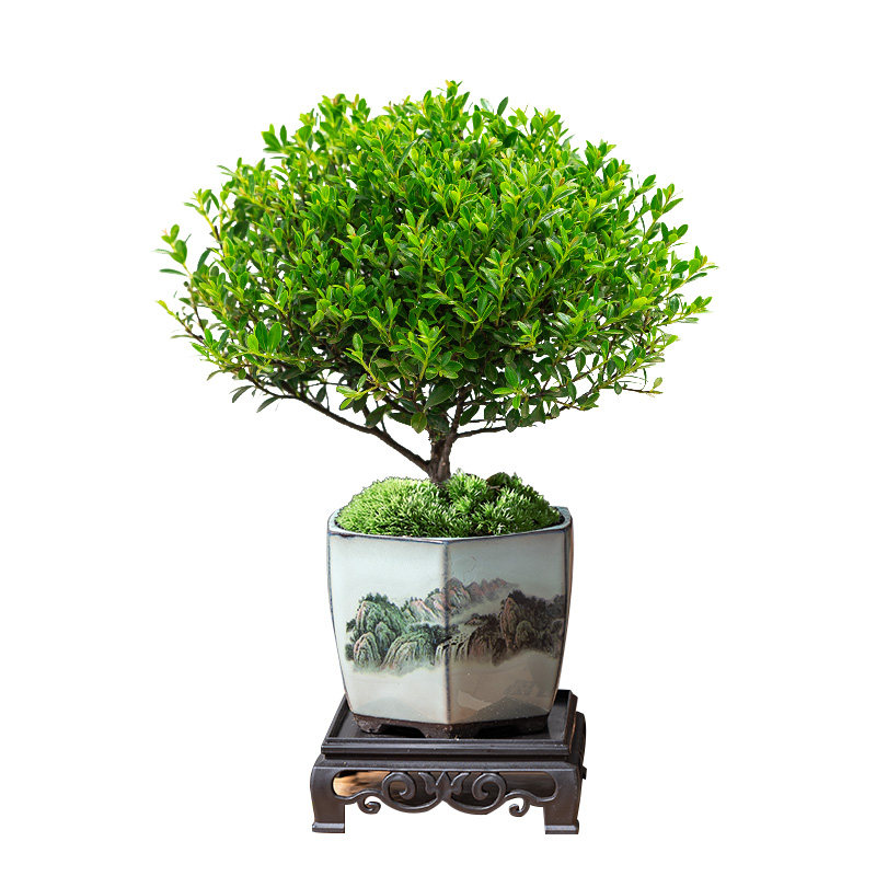 小叶赤楠老桩盆景苗植物花卉微景观水培办公室内好养四季常青盆栽