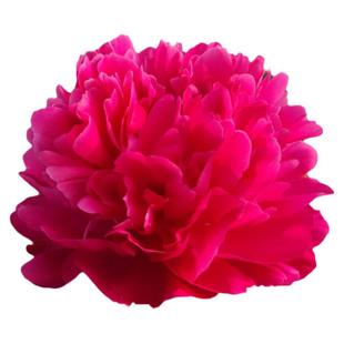 菏泽正宗观赏芍药花苗大富贵重瓣绿植花卉庭院盆栽花根块山东大花