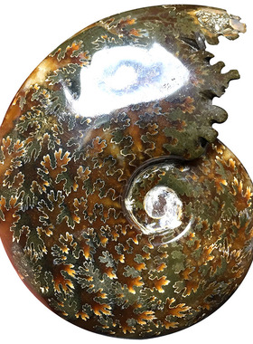 天然鹦鹉螺化石家具办公摆件