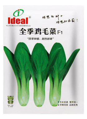 鸡毛菜种子四季小白菜种籽油菜青菜上海青蔬菜籽种孑籽种耐热耐寒