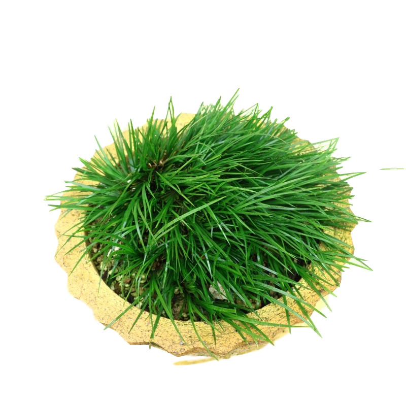 江西虎须菖蒲观叶植物龙根菖蒲