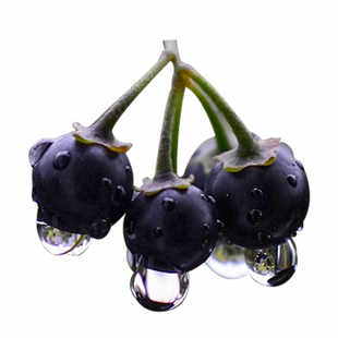 龙葵种子农家黑悠悠黝黝高产水果四季春季盆栽黄种籽孑龙葵果菜苗