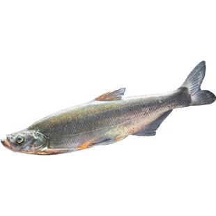 湖北翘嘴白鱼大白刁鲌鱼新鲜刁子鱼酒店白丝鱼淡水翘壳丹江口市发