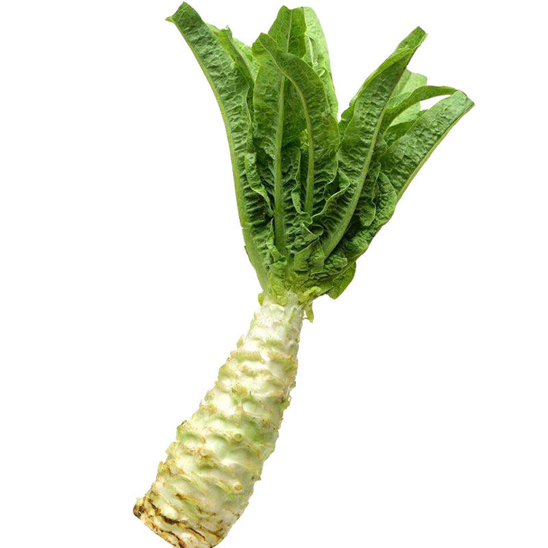 四季莴笋种子苗红莴苣种籽蔬菜孑子菜籽菜种三青耐热耐寒窝笋秧苗