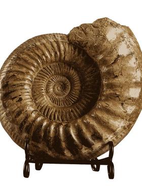 菊石螺化石中古摆件玄关装饰古生物科普教学标本贝壳海螺菊螺原石