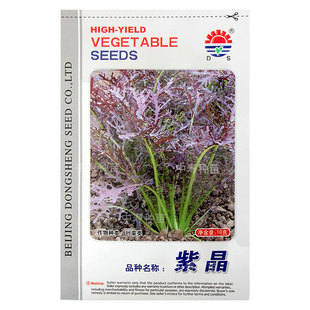 京水菜白梗千筋种子种籽菜籽四季水晶菜蔬菜孑菜籽菜种芥菜雪里红