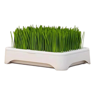 无土水培猫草盆栽种植盒懒人猫草种子育苗盘小麦化毛催吐助消化