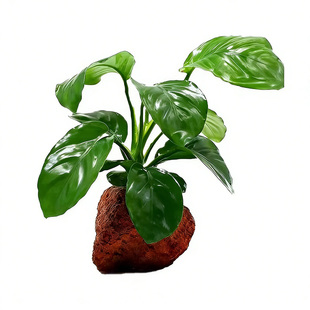 懒人新手家用鱼缸自养阴性水草易养火山石巴榕水培净化绿色植物