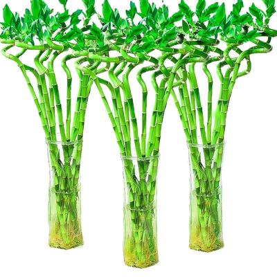 富贵竹水培植物客厅招财室内植物