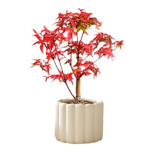 红枫盆景枫树小盆栽桌面植物室内矮化日本红舞姬观叶耐寒四季好养