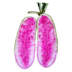 生吃水果萝卜种子种籽青皮红瓤红心萝卜种孑四季夏秋季播脆甜高产