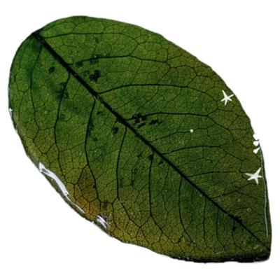 天然玫瑰叶发夹~温柔植物头饰