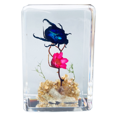 儿童法布尔昆虫标本蜘蛛蝎子螳螂