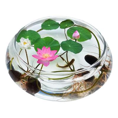 碗莲种子水培植物四季种植水生种