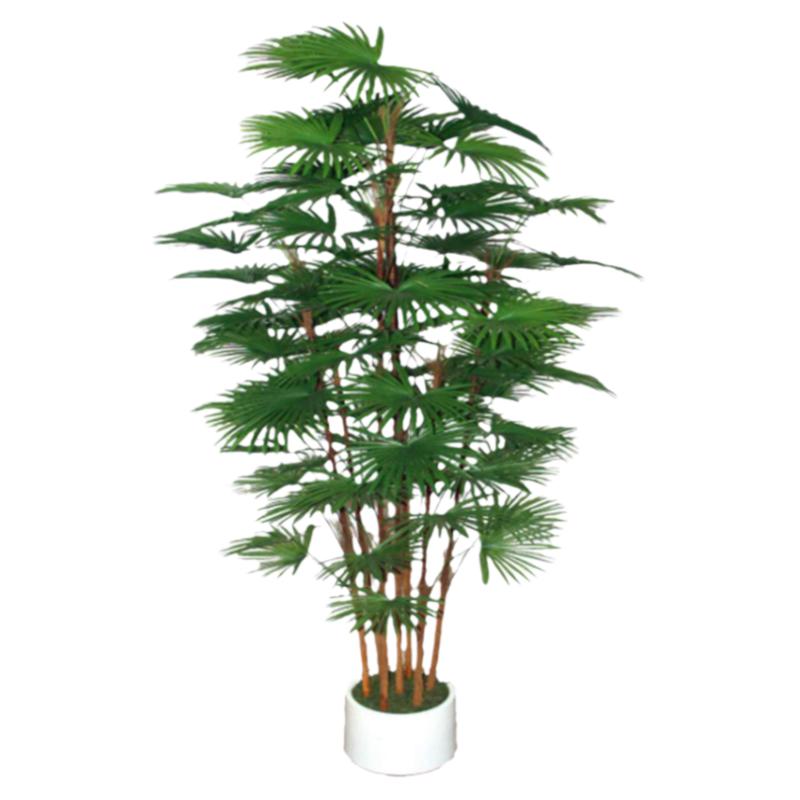 棕竹盆栽室内植物绿植四季常青