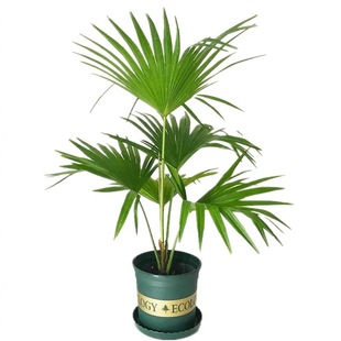 棕榈树苗别墅庭院耐寒四季常青大型风景植物扇子树热带绿化棕树苗