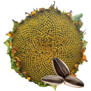 油葵籽渣油矮大头667油葵种子榨油向日葵矮大头矮杆葵花籽油太祖