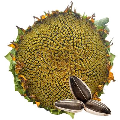 矮大头油葵矮杆太祖榨油种子