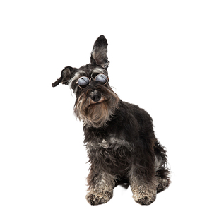 猫狗国际宠物托运  宠物运输服务 客舱有氧舱出国回国英国加拿大