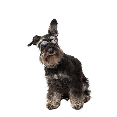 国际宠物托运猫咪狗出国