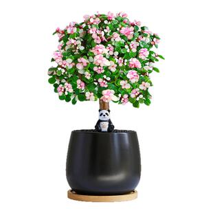 金枝玉叶盆栽室内绿植老桩棒棒糖造型肉肉花卉好养耐旱多肉植物