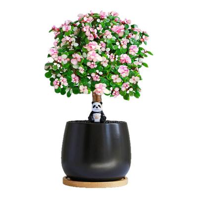 金枝玉叶盆栽室内绿植好养多肉