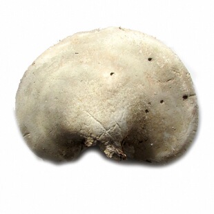 野生白灵芝 白边东北长白山桦剥孔菌 桦滴孔天然白玉灵芝片块整只