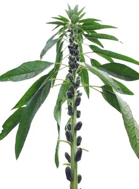 芝麻种子蟋蟀夏季黑色保健蔬菜