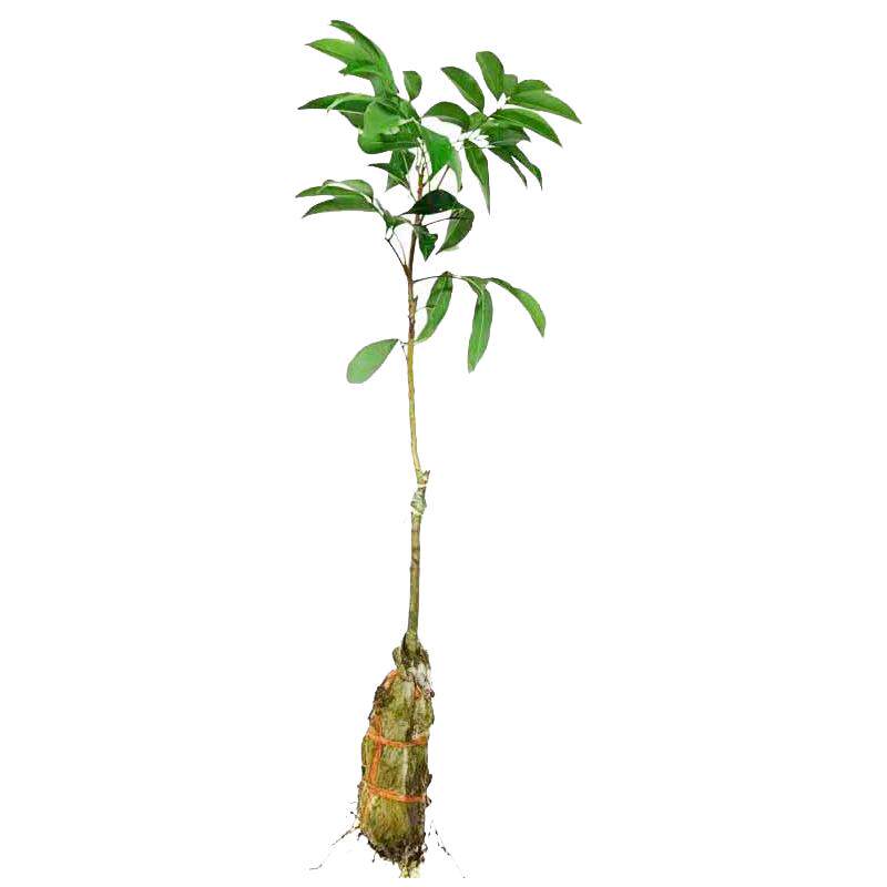 荔枝树果苗无核桂味果树妃子笑嫁接果树苗糯米糍大苗庭院南方种植