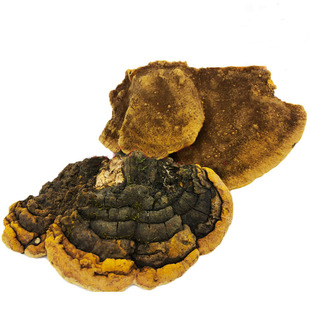 西藏桑黄中药材茶野生特级500g野生桑黄清肺节的功效与作用