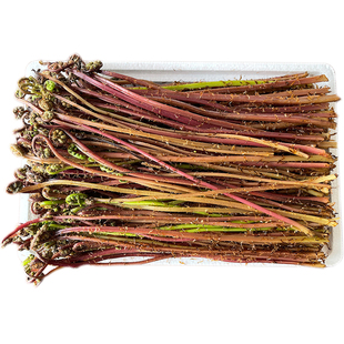 猴腿菜东北特产山野菜猴腿非野生蕨菜现摘山菜500g顺丰包邮