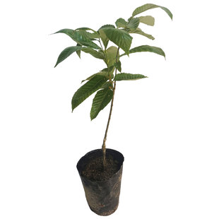 板栗苗树嫁接迁西油栗大红袍大板栗耐寒南北方种植地栽果树苗带土