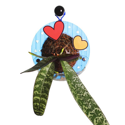 [小号定植板]高颜值自吸水可储水