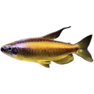 热带鱼观赏鱼南美小型观赏鱼黄金二线刚果美人鱼群游灯科活体