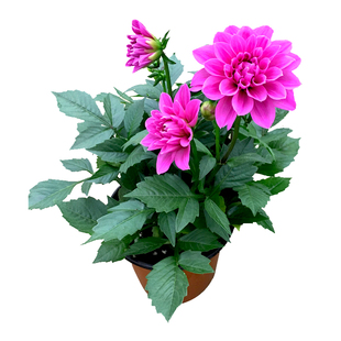 重瓣小丽花种子四季播种开花室外阳台庭院大丽花盆栽种子易活花卉